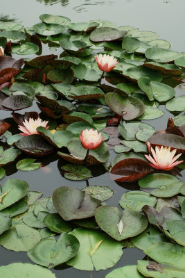 北京国家植物园睡莲