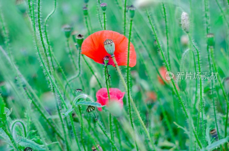 花丛里随风飘摇的一朵虞美人花