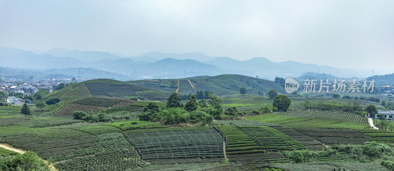 茶叶绿茶茶田茶山采茶茶农茶树