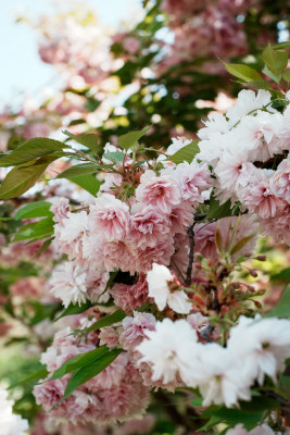 北京朝阳公园樱花