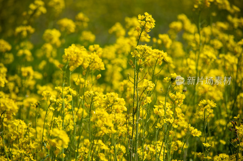 春天野外金灿灿的油菜花田金黄色花海