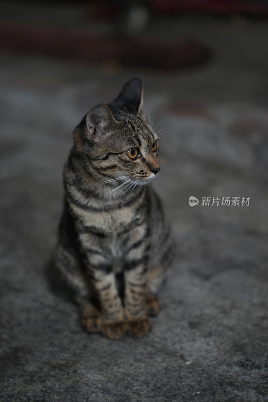 可爱猫咪