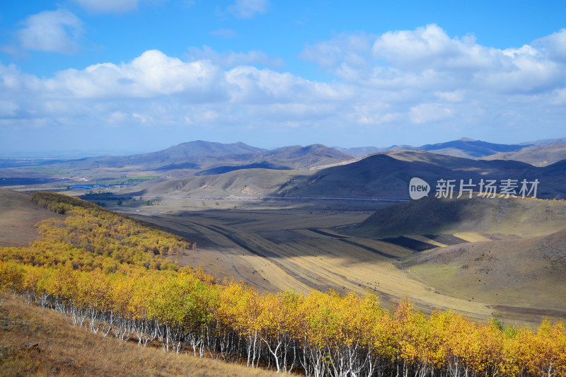 秋天坝上草原牧场白桦林自然风光