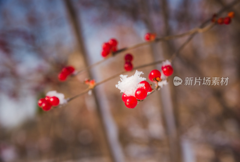 冬日红色浆果上的雪花背景