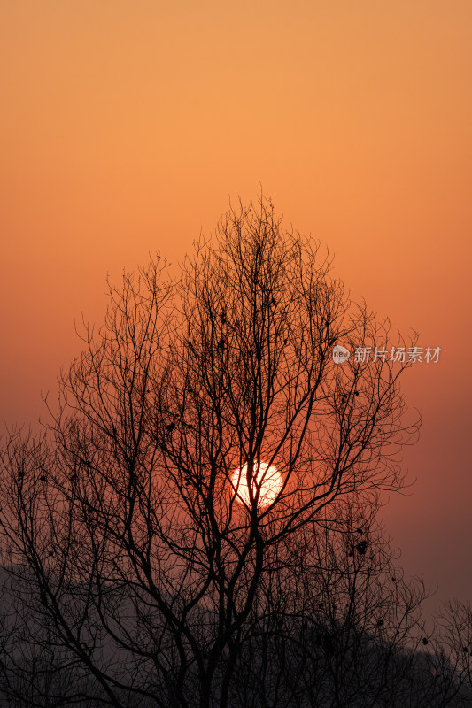 夕阳下的枯枝树木