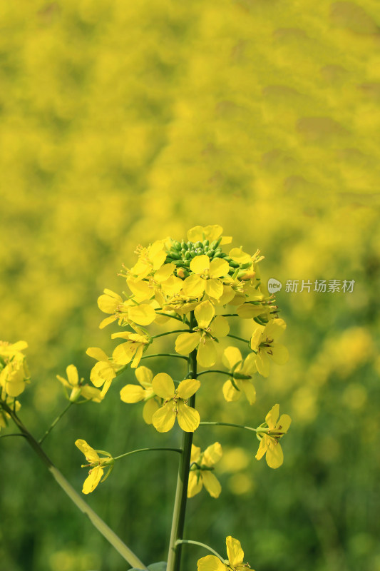 春天金黄的油菜花