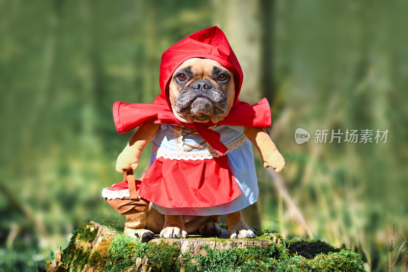 扮成小红帽的法国斗牛犬