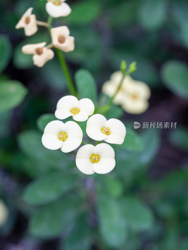 武汉植物园的铁海棠开花