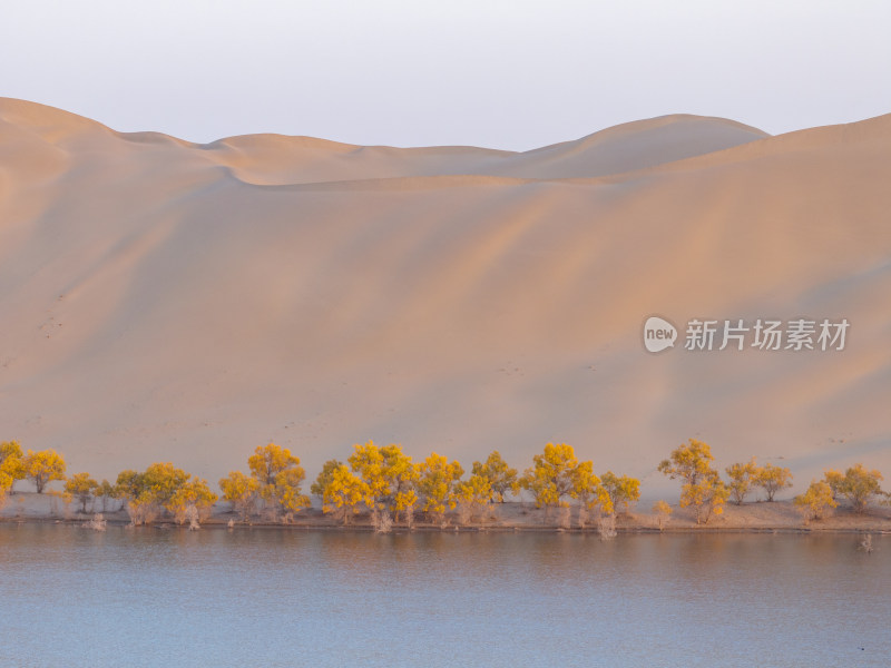 新疆巴州罗布湖塔塔秘境沙漠水上胡杨林航拍