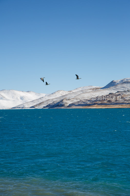 中国西藏羊卓雍措湖羊湖冬季雪景