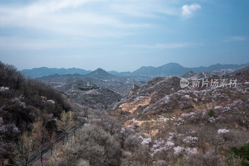 航拍北京春天山区盛开的山杏花