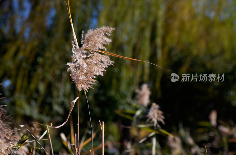 深秋的芦苇花