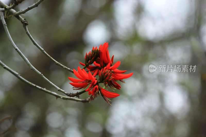 春天红色的龙牙花龙爪花开