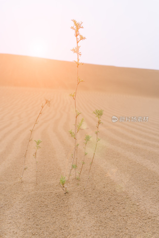 内蒙古阿拉善盟-乌兰布和沙漠中的一株小草