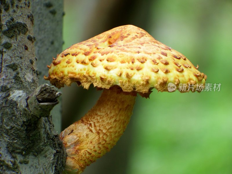 野生菌蘑菇生长环境菌类山菌