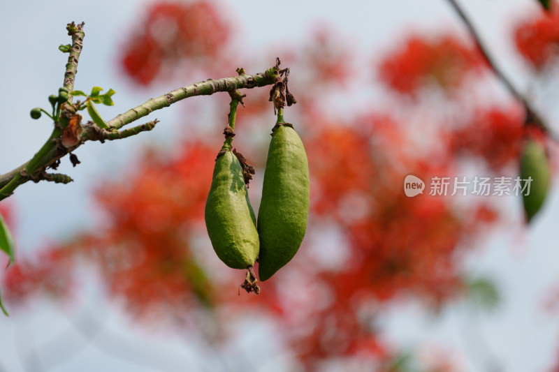 树枝上的美丽异木棉果实