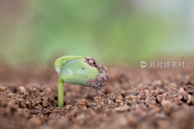 春天土壤里长出的嫩芽