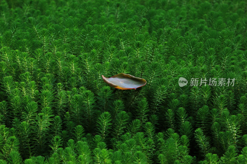 春天净水植物狐尾藻绿色背景