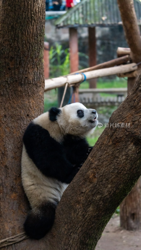 爬树的大熊猫