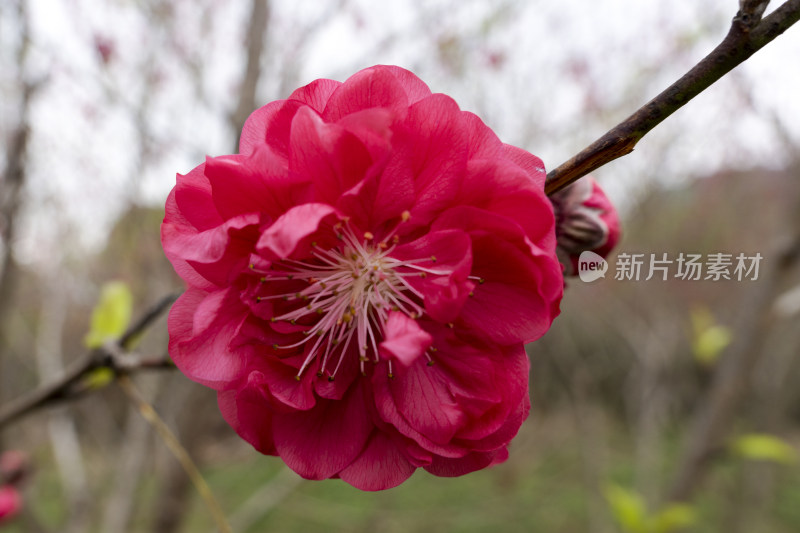 春天绽放的红色碧桃花特写