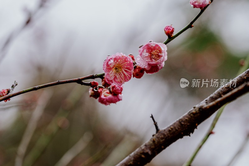 微距视角下的西溪湿地雨中盛开的梅花