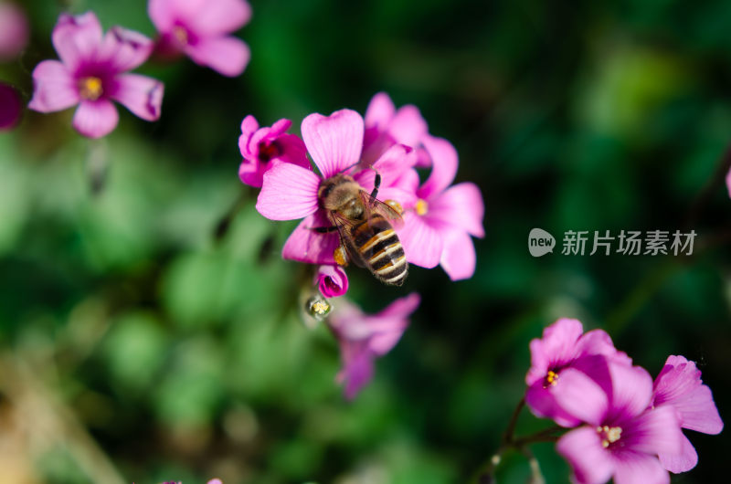 花丛中两朵盛开的红花酢浆草上一只蜜蜂