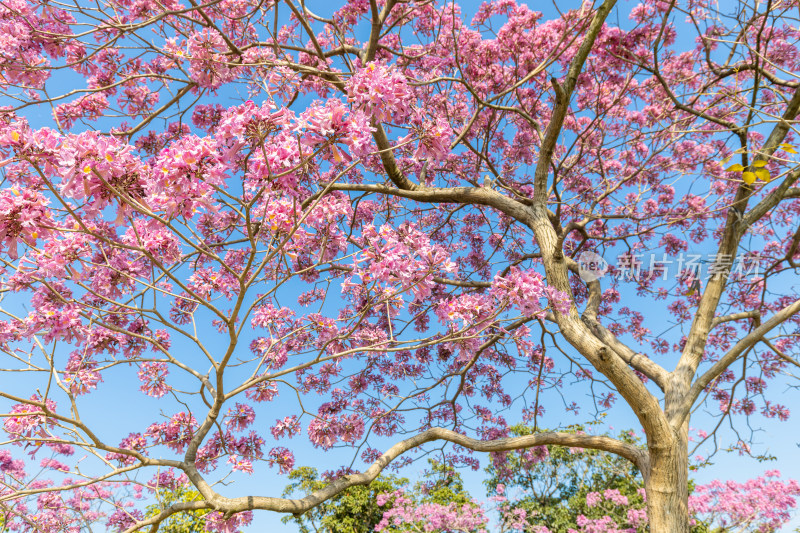 紫花风铃木