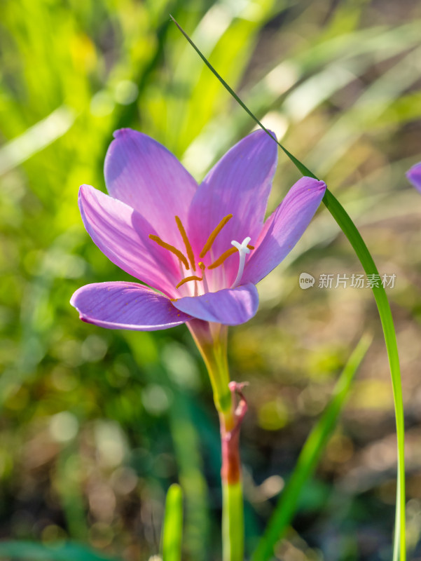 春天的韭莲开花