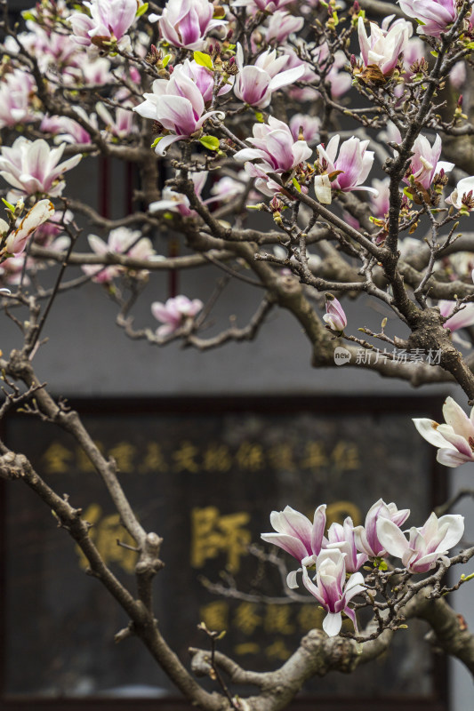 苏州园林网师园，梯云室的粉红色玉兰花开