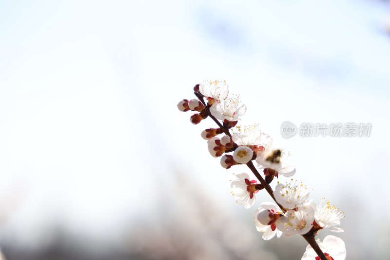 春天的气息花开