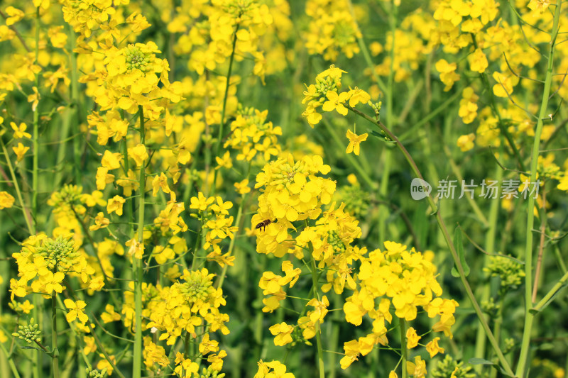 油菜花盛开