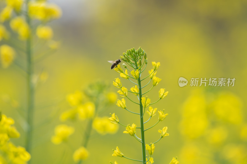 春天油菜花和蜜蜂