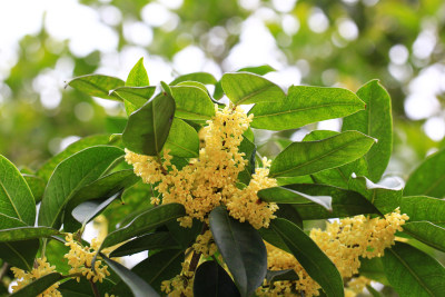 金桂花枝背景素材