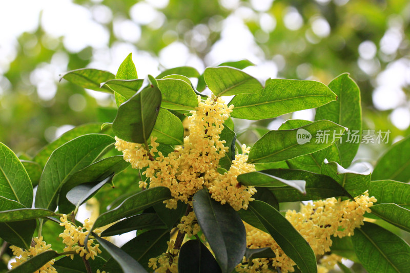 金桂花枝背景素材