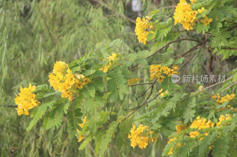 广东东莞：黄槐花开灿烂