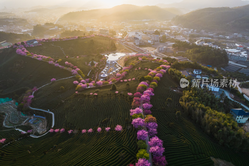 福建龙岩永福台品樱花茶园