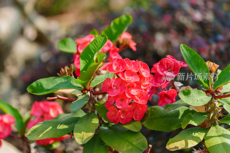 红色开花植物铁海棠