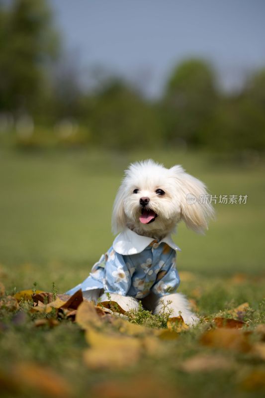 草地上穿着花衣服的白色小狗