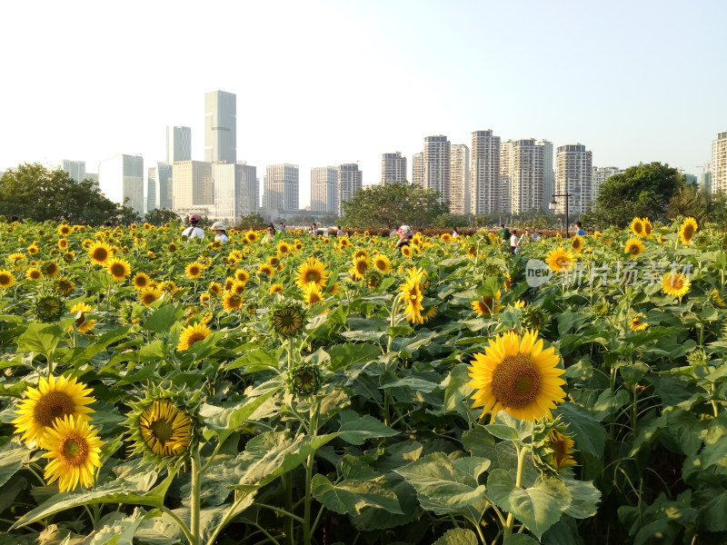 城市中向日葵花田景观