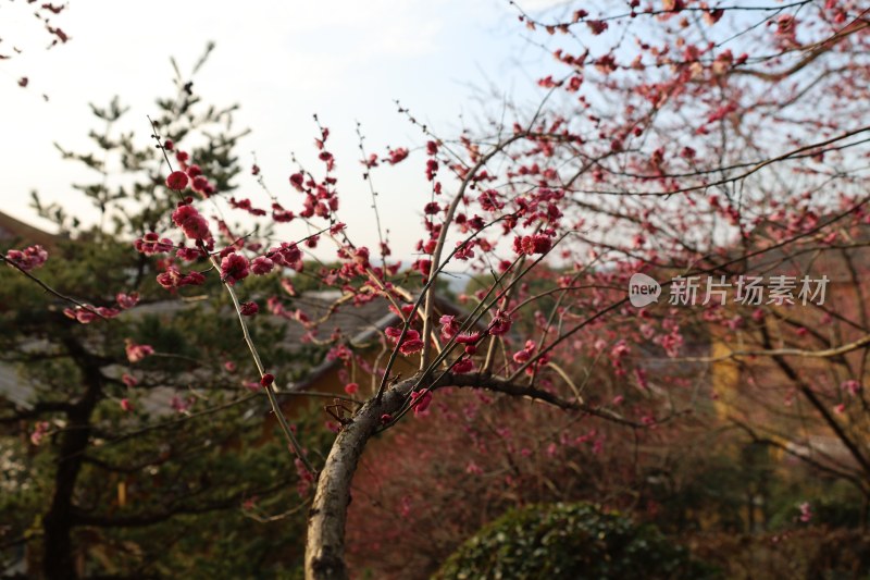 春日梅花盛开的自然美景