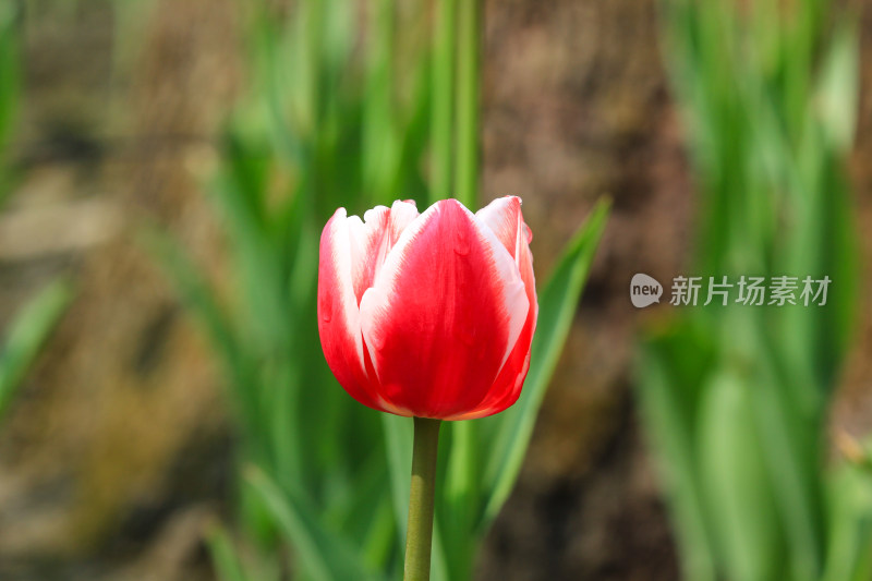 郁金香鲜花实拍背景