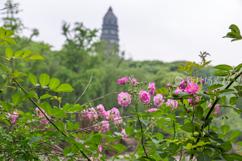 苏州虎丘蔷薇花开