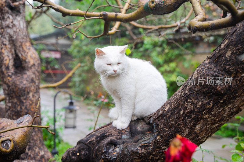 白猫在果树树干上休息张望