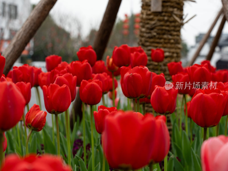 盛开的郁金香花