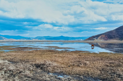 云南迪庆香格里拉纳帕海湿地草原牧场马匹