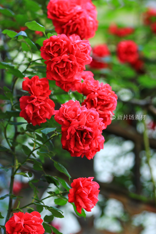 夏日盛开的鲜红月季花