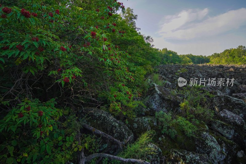 岩石旁生长的带红色果实植物