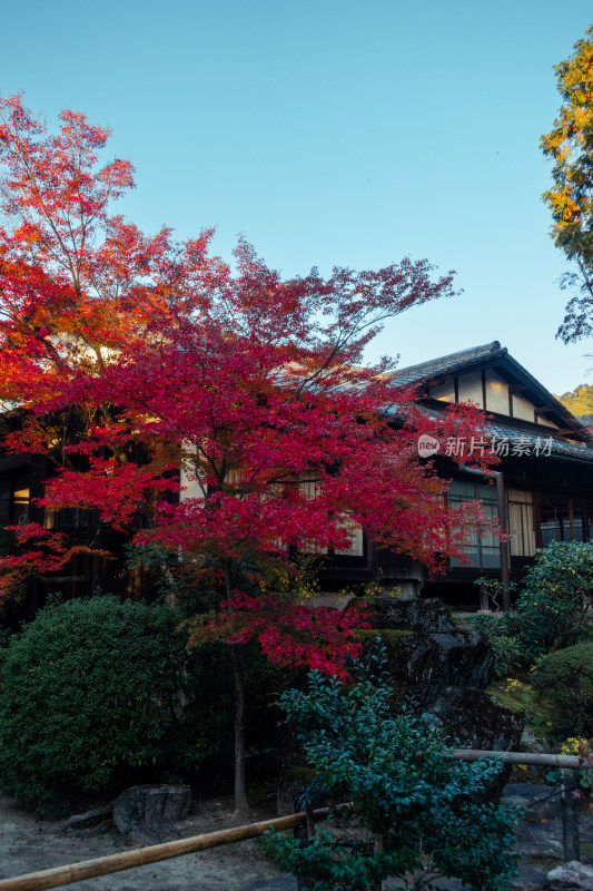 庭院 日式庭院 枫叶 秋天