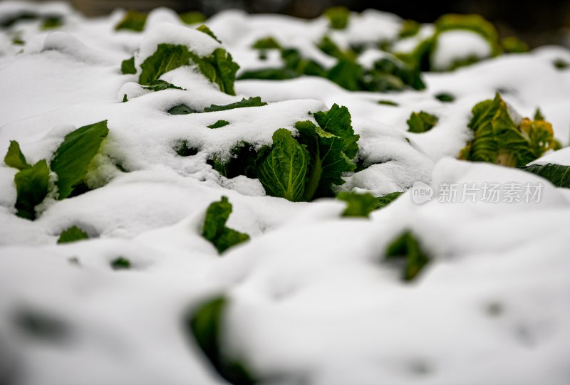 重庆酉阳：庭院橘子蔬菜与白雪