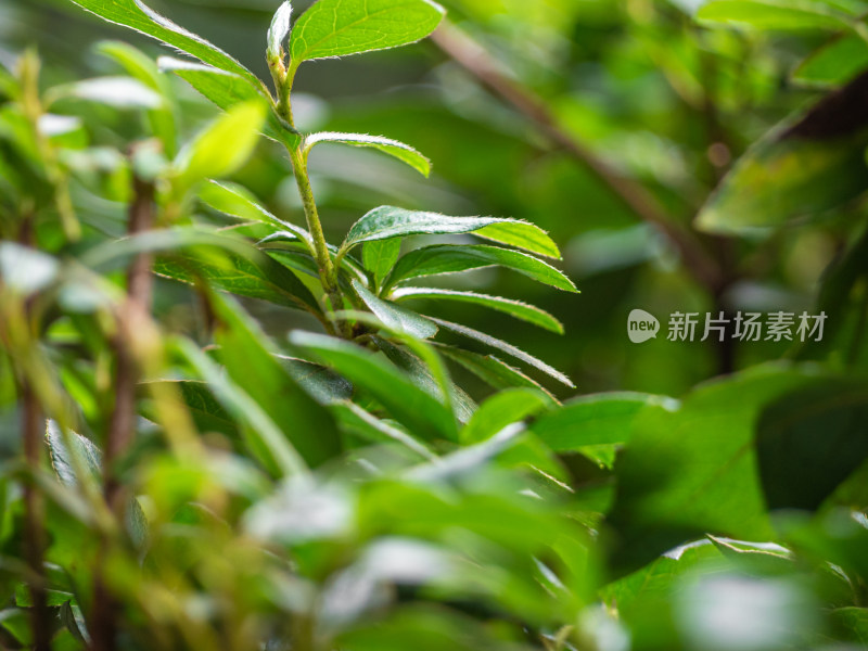 植物在野外生长的特写镜头